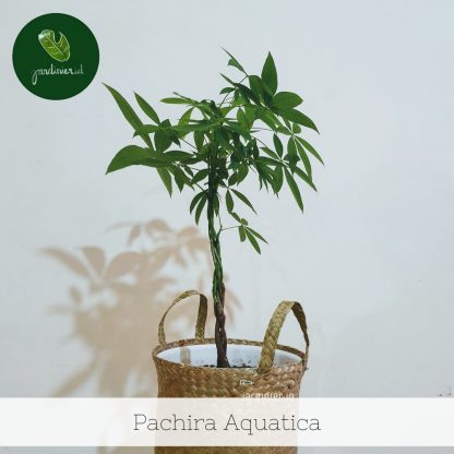 Pachira Aquatica