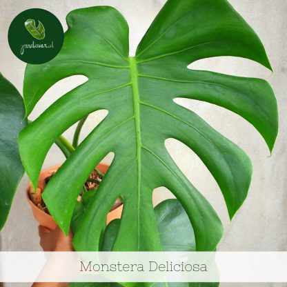 Monstera Deliciosa – Jardinier Indonesia