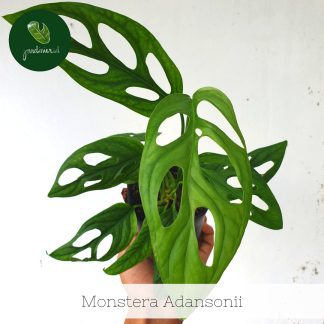 Monstera Adansonii