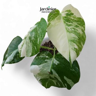 Monstera Deliciosa Albo Variegata