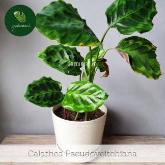 Calathea Pseudoveitchiana