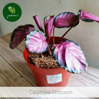 Calathea Roseopicta Crimson