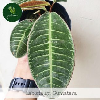 Labisia sp. Sumatera
