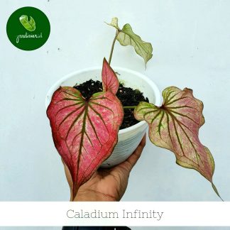 Caladium Infinity