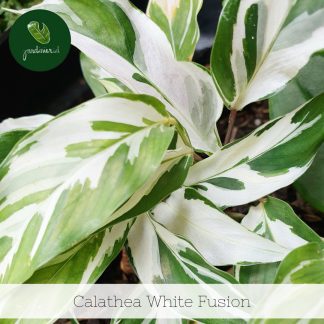 Calathea White Fusion