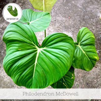 Philodendron McDowell