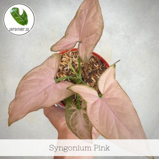Syngonium Pink