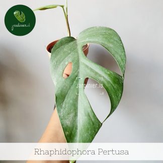 Rhaphidophora Pertusa