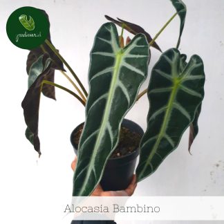 Alocasia Bambino