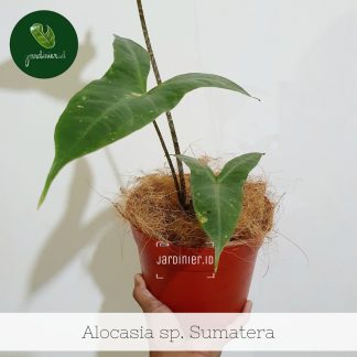 Alocasia Wongii