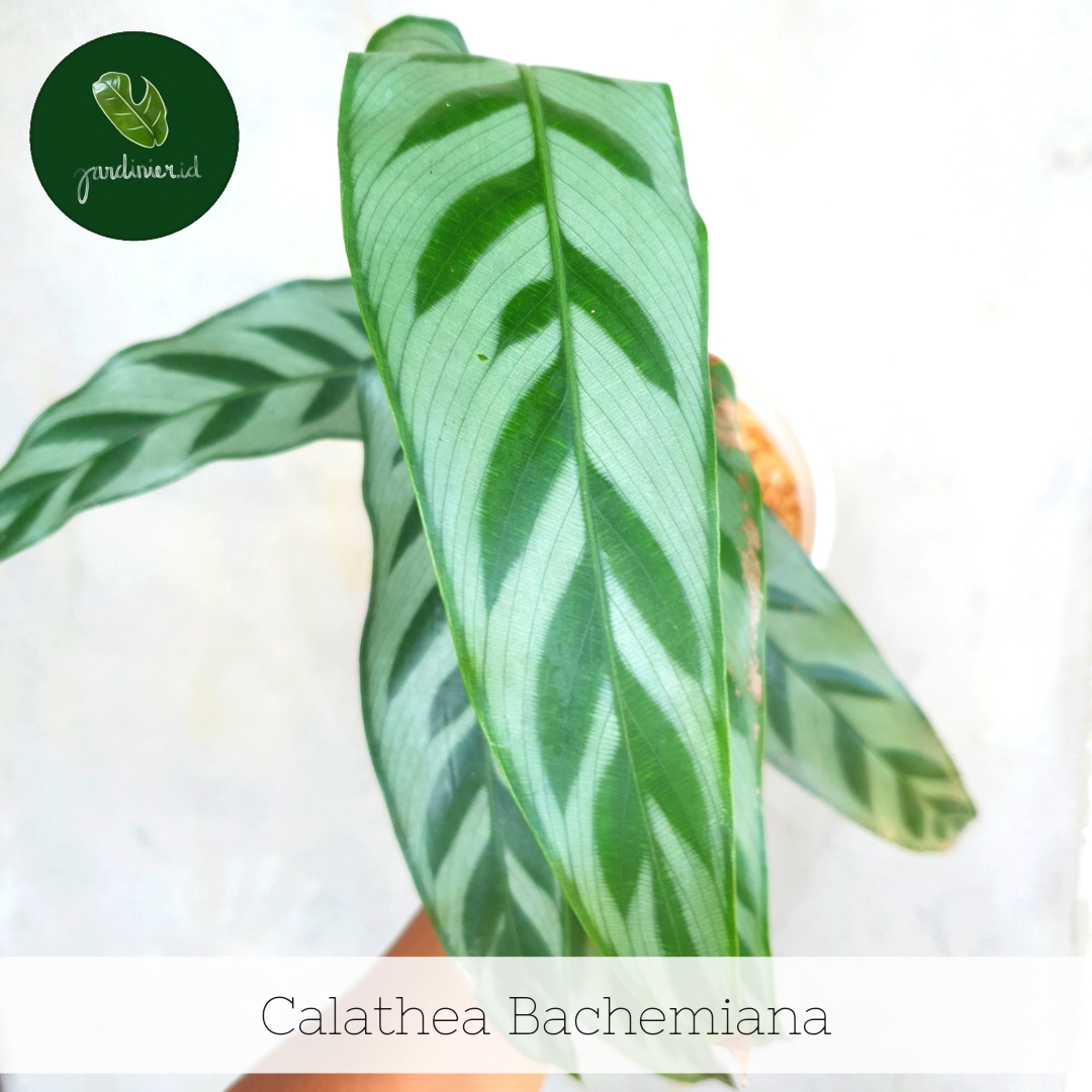 calathea watermelon Calathea Medallion | Prayer Plants