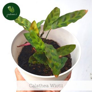 Calathea Wiotii