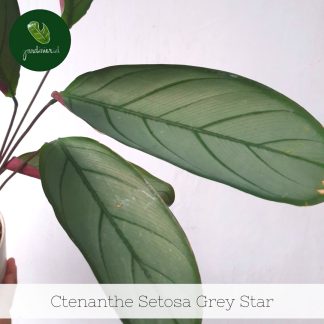 Ctenanthe Setosa Grey Star