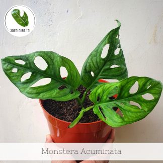 Monstera Acuminata
