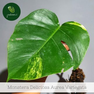 Monstera Deliciosa Aurea Variegata