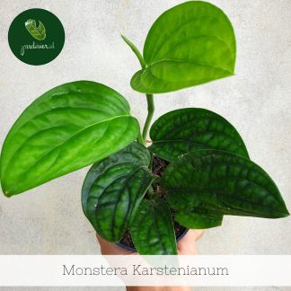 Monstera Karstenianum