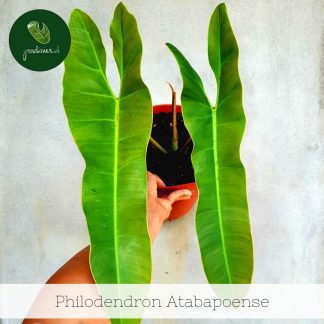Philodendron Atabapoense
