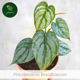 Philodendron Brandtianum