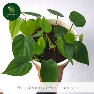 Philodendron Hederaceum