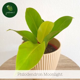 Philodendron Moonlight