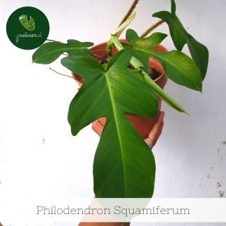 Philodendron Squamiferum