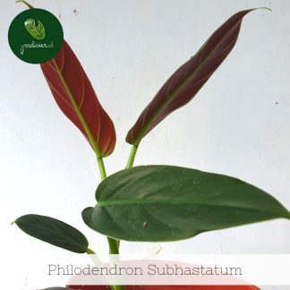 Philodendron Subhastatum