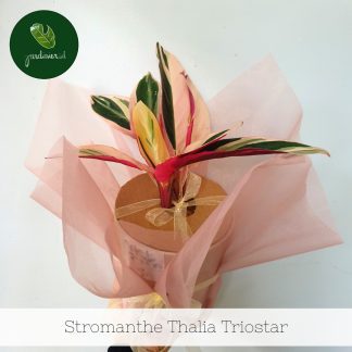 Stromanthe Thalia Triostar