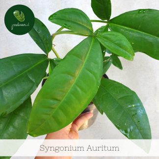 Syngonium Auritum