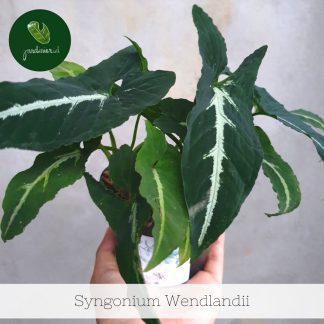 Syngonium Wendlandii