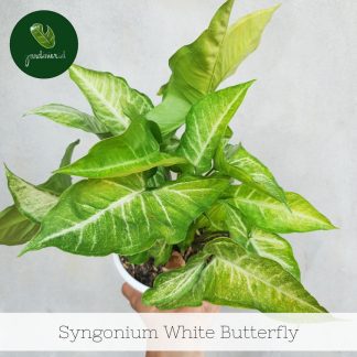 Syngonium White Butterfly