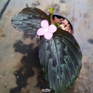 Kaempferia Pulchra Alva