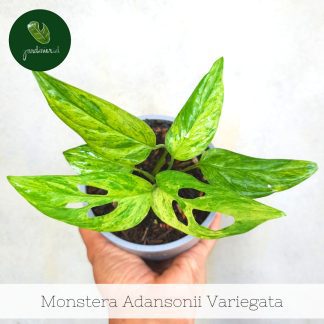 Monstera Adansonii Mint Variegata