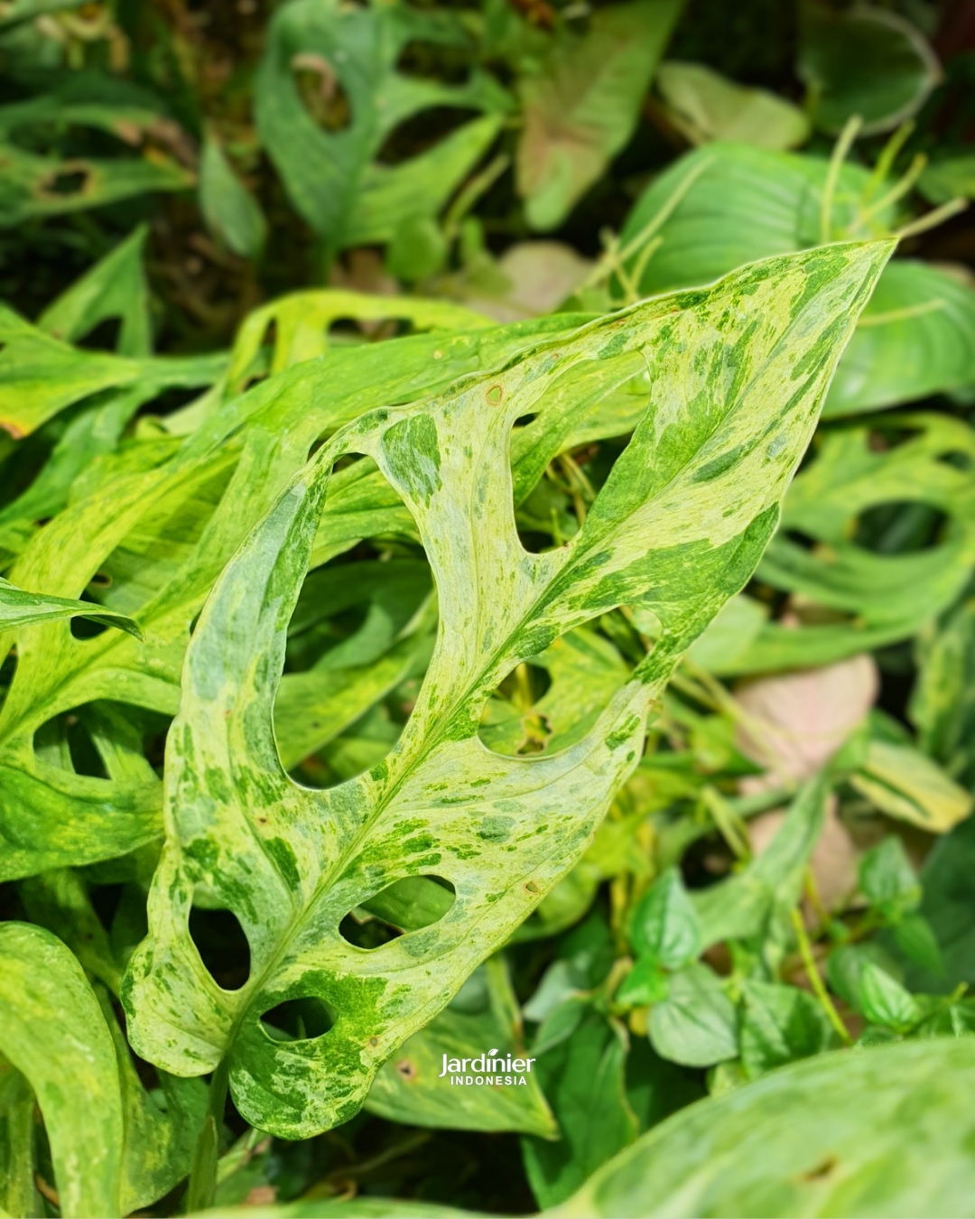 long leaf philodendron Extra Large Philodendron Melanochrysum – Happy Houseplants main image 0
