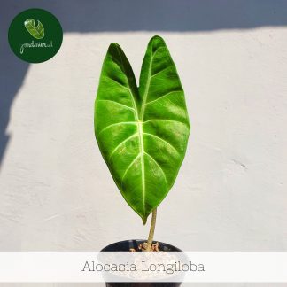 Alocasia Longiloba