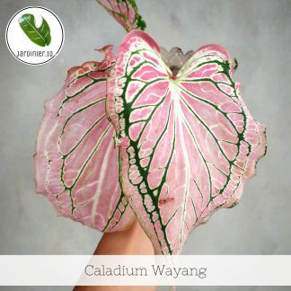 Caladium Wayang