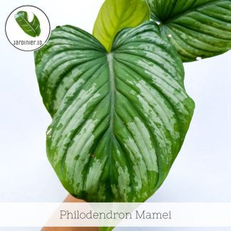 Philodendron Mamei