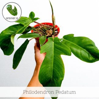 Philodendron Pedatum
