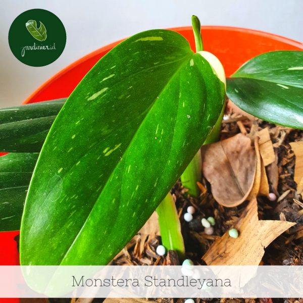 Jardinier Indonesia - Monstera Standleyana