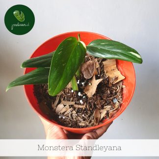 Monstera Standleyana