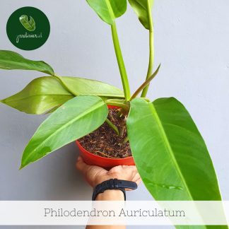 Philodendron Auriculatum