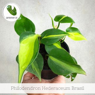Philodendron Hederaceum Brasil