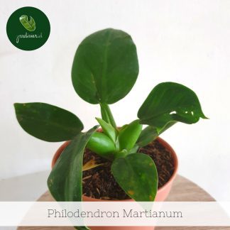 Philodendron Martianum