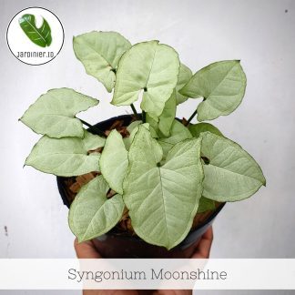 Syngonium Moonshine