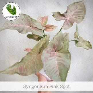 Syngonium Pink Spot