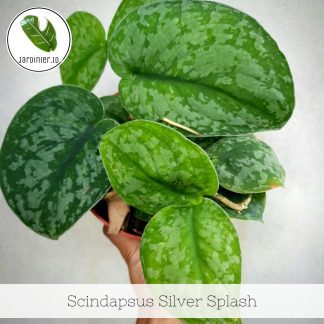 Scindapsus Silver Splash