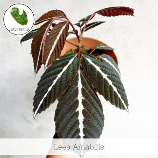 Leea Amabilis