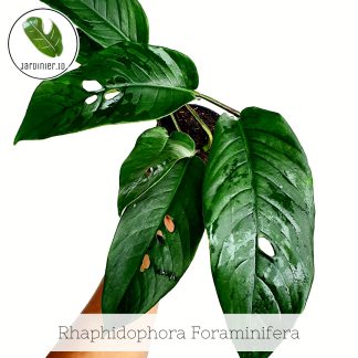 Rhaphidophora Foraminifera