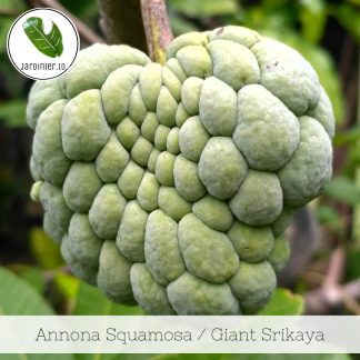 Annona Squamosa / Srikaya 'Giant'