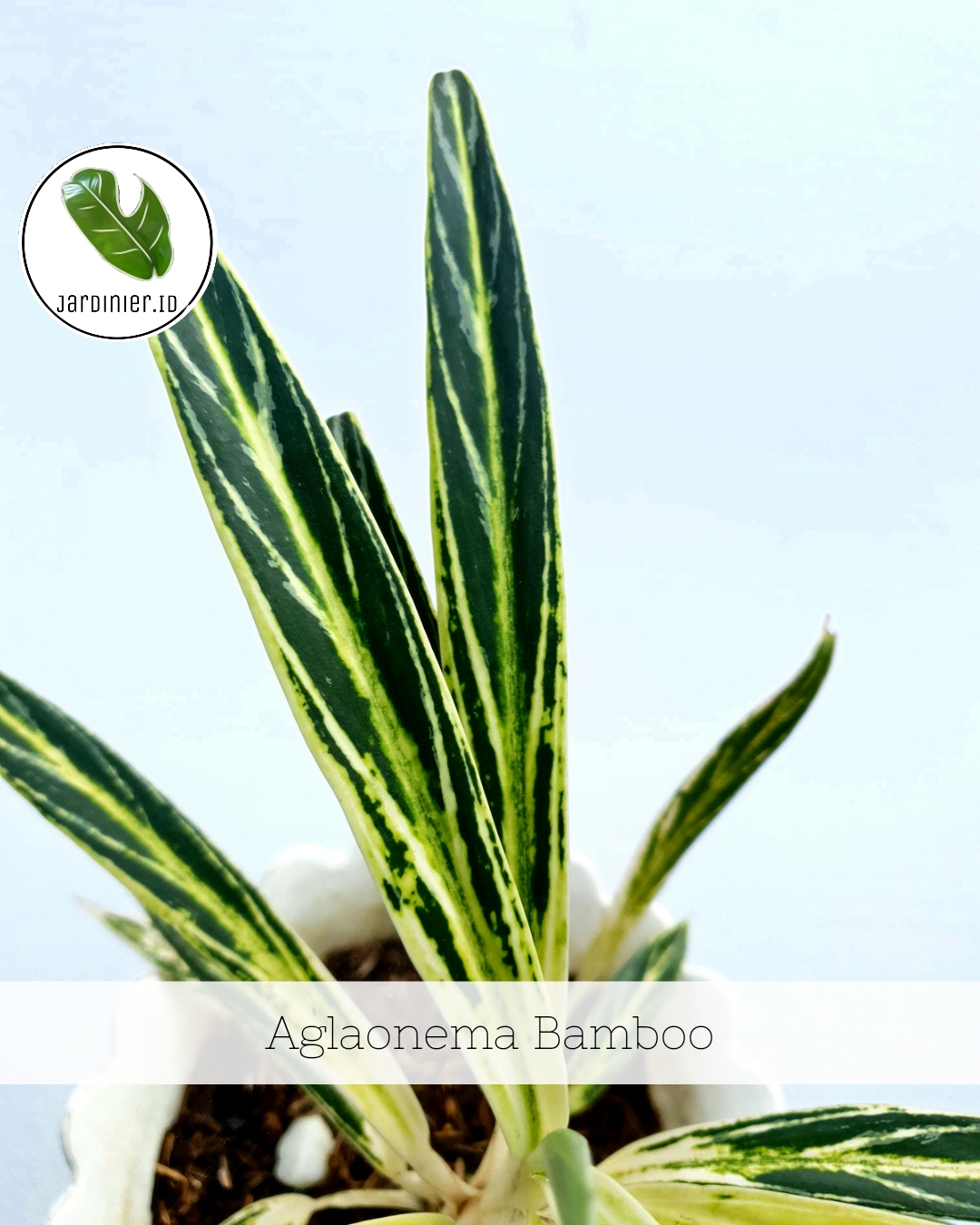 indoor plants dracaena marginata Character Dragon Tree: Dracaena - 17" Pot