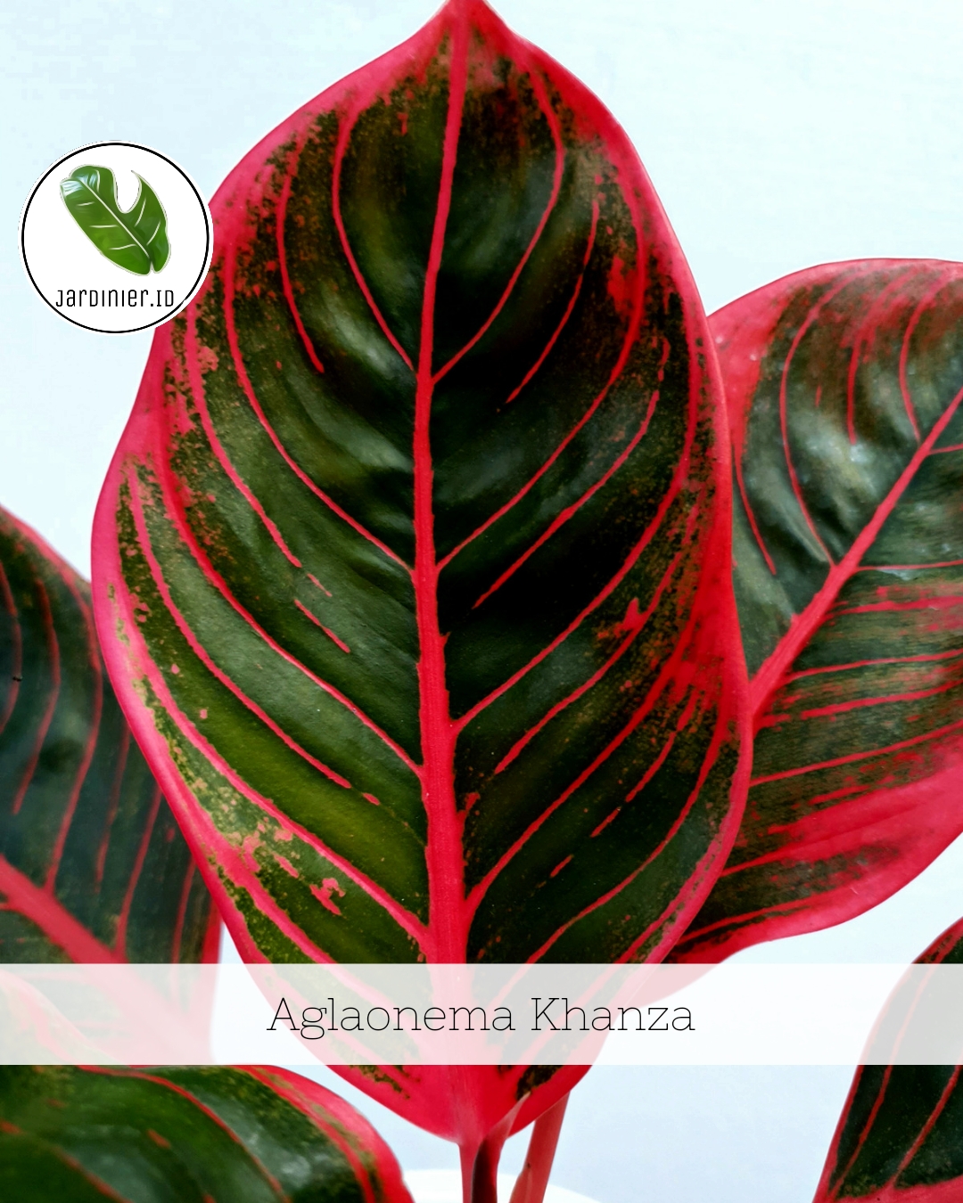dieffenbachia panther Buy Dieffenbachia Panther Online main image 0
